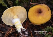 beautiful yellow mushroom
